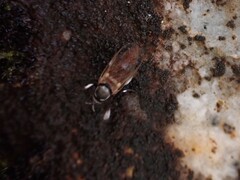 Simuliidae