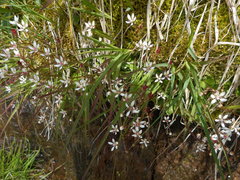 Micranthes stellaris robusta