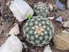 Coryphantha salinensis