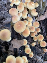 Hypholoma