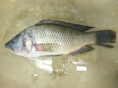 Serranochromis macrocephalus