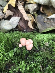 Lycogala epidendrum