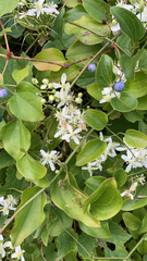 Clematis terniflora