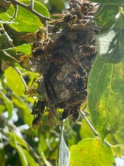 Polistes oculatus