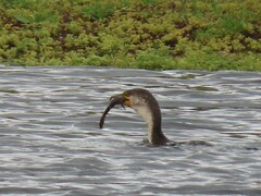 Phalacrocorax carbo lucidus