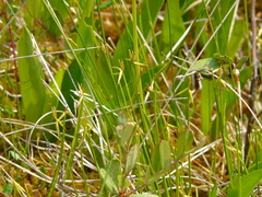 Carex pauciflora
