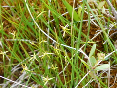 Carex pauciflora