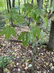 Acer floridanum