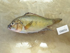 Pseudocrenilabrus philander