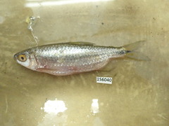 Brycinus lateralis
