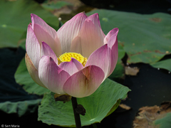 Nelumbo nucifera