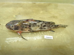 Synodontis macrostigma