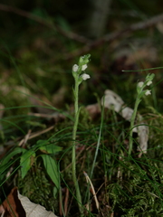 Goodyera repens