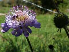Scabiosa columbaria