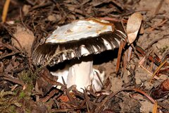 Amanita pachycolea