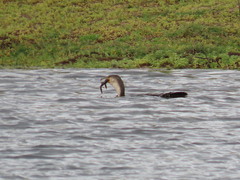 Phalacrocorax carbo lucidus
