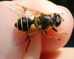 Eristalis horticola