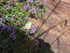 Colias phicomone