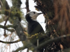 Dryobates albolarvatus