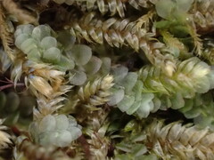 Calypogeia