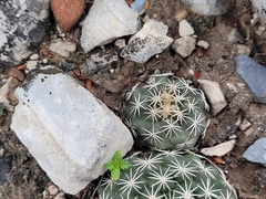 Coryphantha salinensis