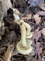 Hypholoma