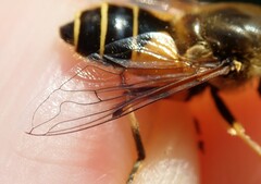 Eristalis horticola