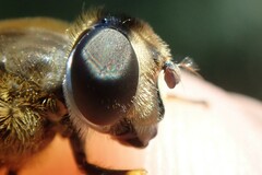 Eristalis horticola
