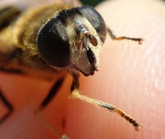Eristalis horticola