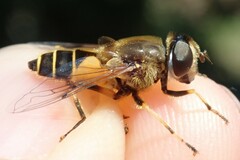Eristalis horticola