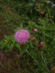 Cirsium rhaphilepis