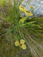 Bupleurum stellatum