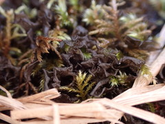 Scytinium palmatum