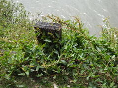 Muehlenbeckia sagittifolia