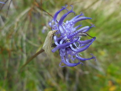 Udea austriacalis