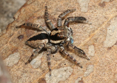 Jotus auripes