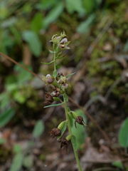 Epipactis helleborine