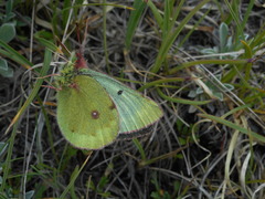 Colias phicomone