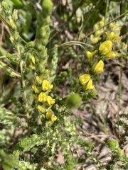 Aspalathus ericifolia