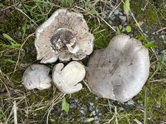 Tricholoma pullum