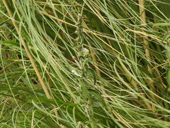 Buddleja stachyoides