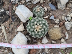 Coryphantha salinensis