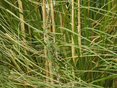 Buddleja stachyoides