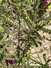 Aspalathus ericifolia