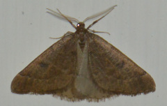 Theria primaria