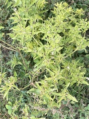 Croton bonplandianus