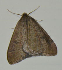 Theria primaria