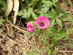 Modiolastrum gilliesii