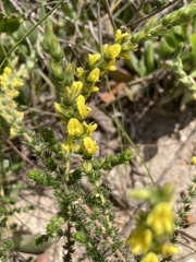 Aspalathus ericifolia