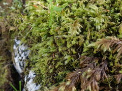 Plagiochila